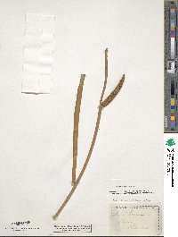 Acorus calamus image