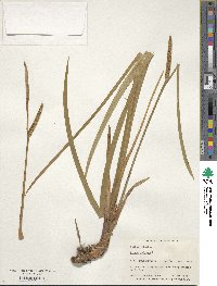 Acorus calamus image