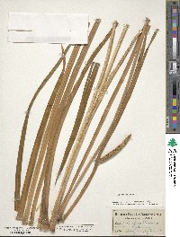 Acorus calamus image