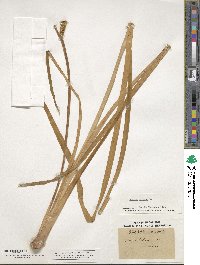 Acorus calamus image