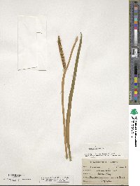 Acorus calamus image