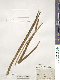 Acorus calamus image