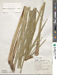 Acorus calamus image