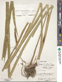 Acorus calamus image