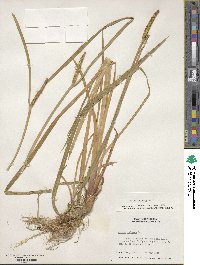 Acorus calamus image