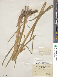 Acorus calamus image