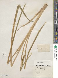 Acorus calamus image