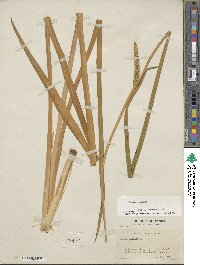 Acorus calamus image