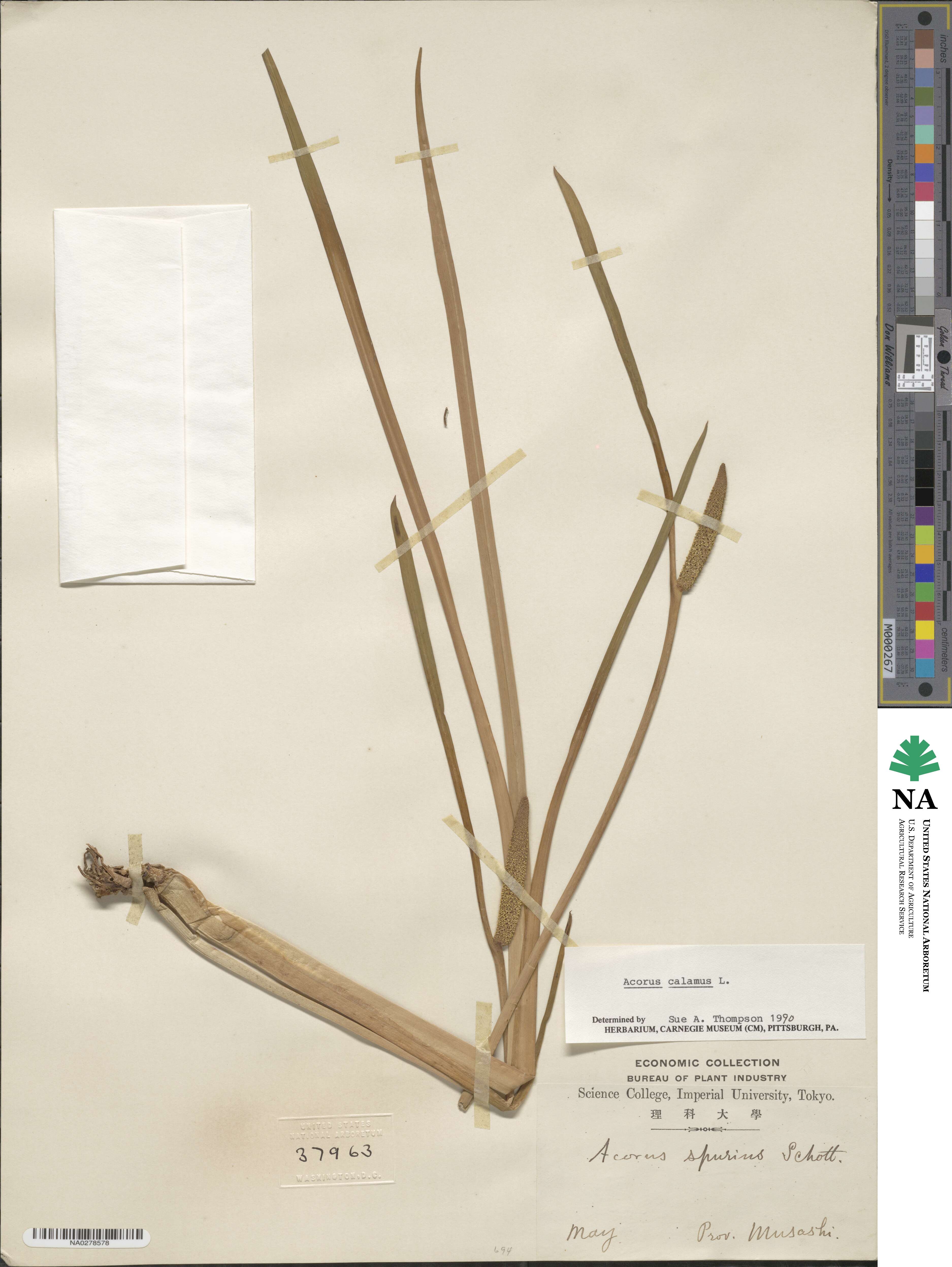 Acorus calamus image