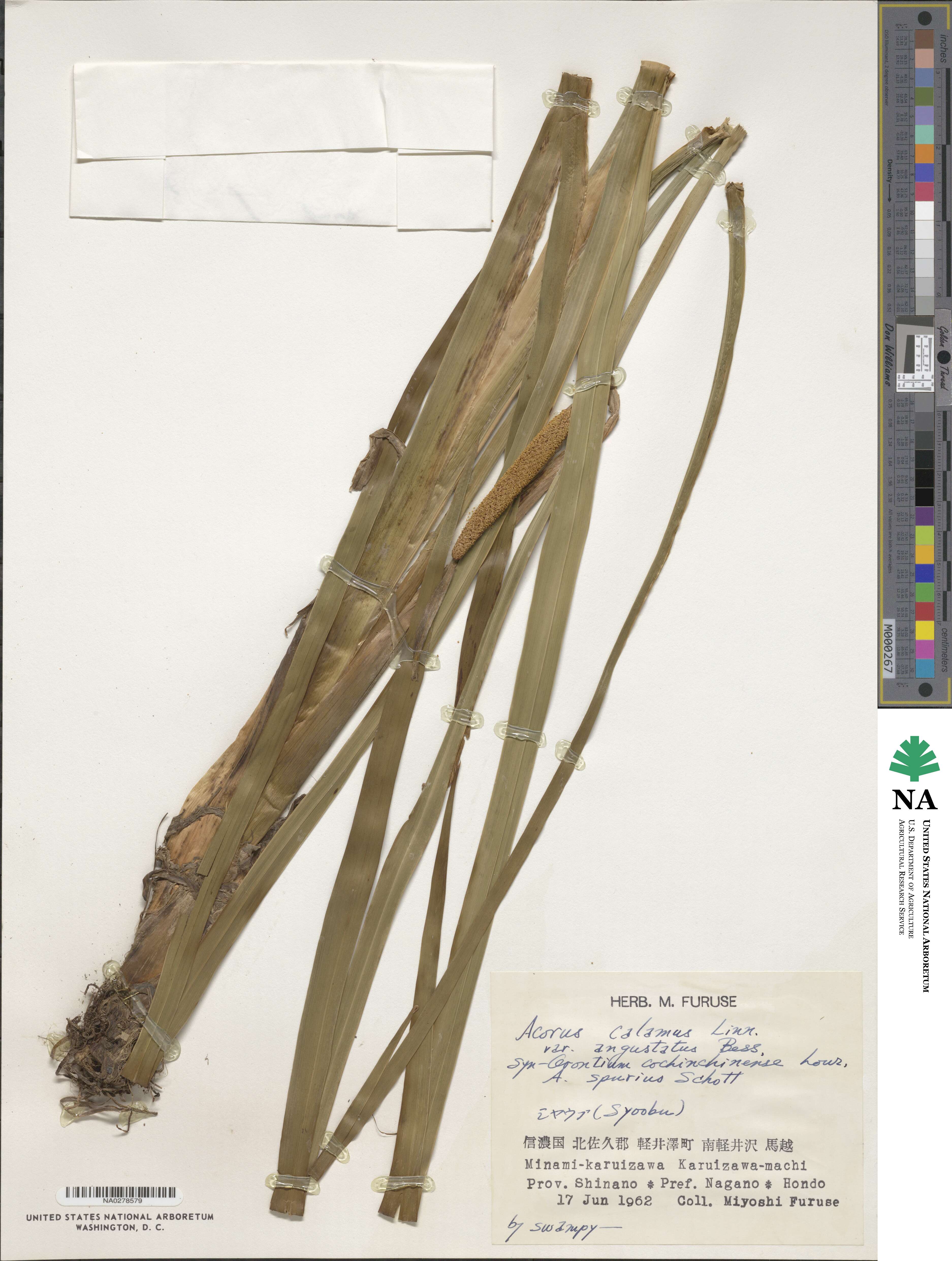 Acorus calamus var. angustatus image