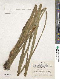 Acorus calamus image