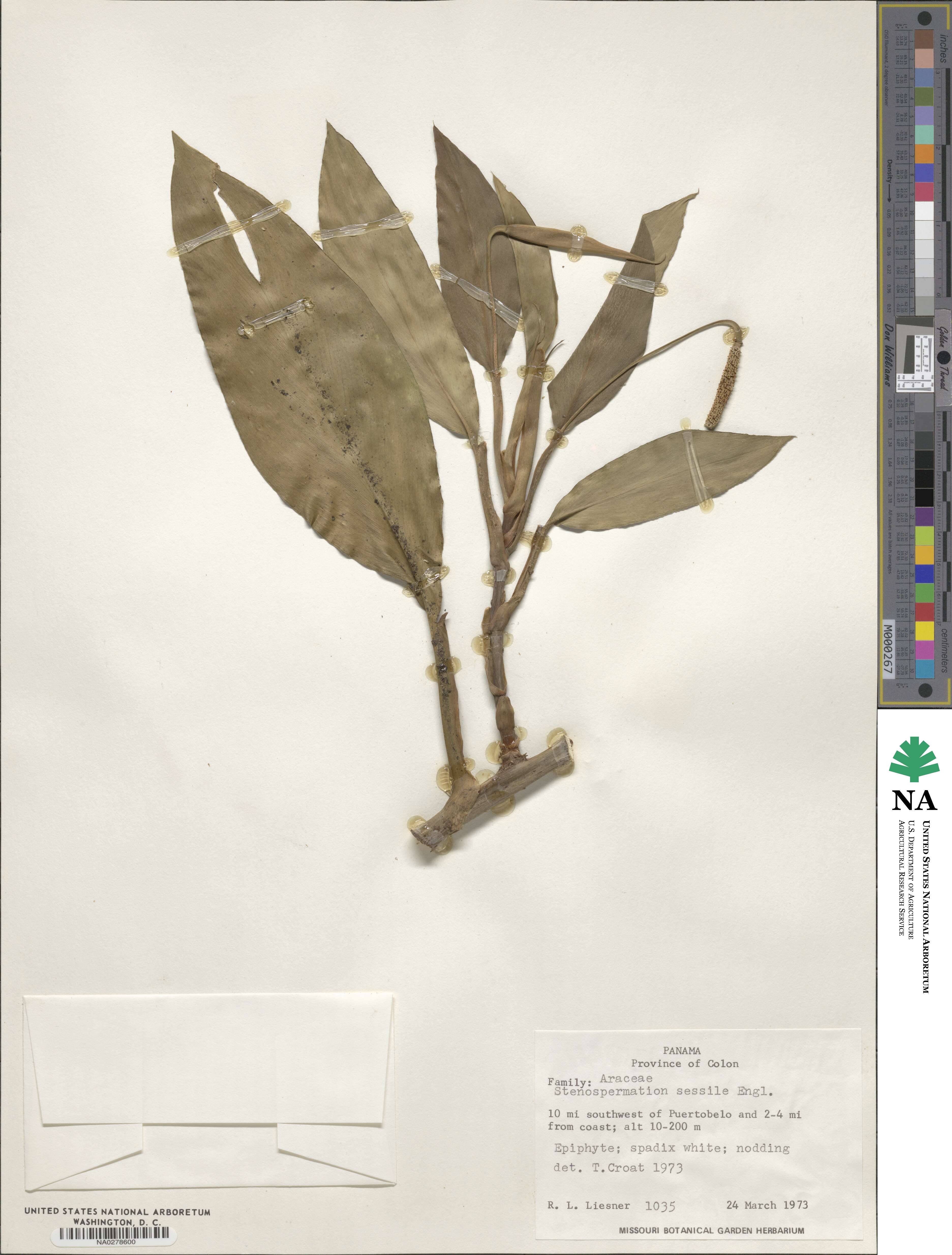 Stenospermation sessile image