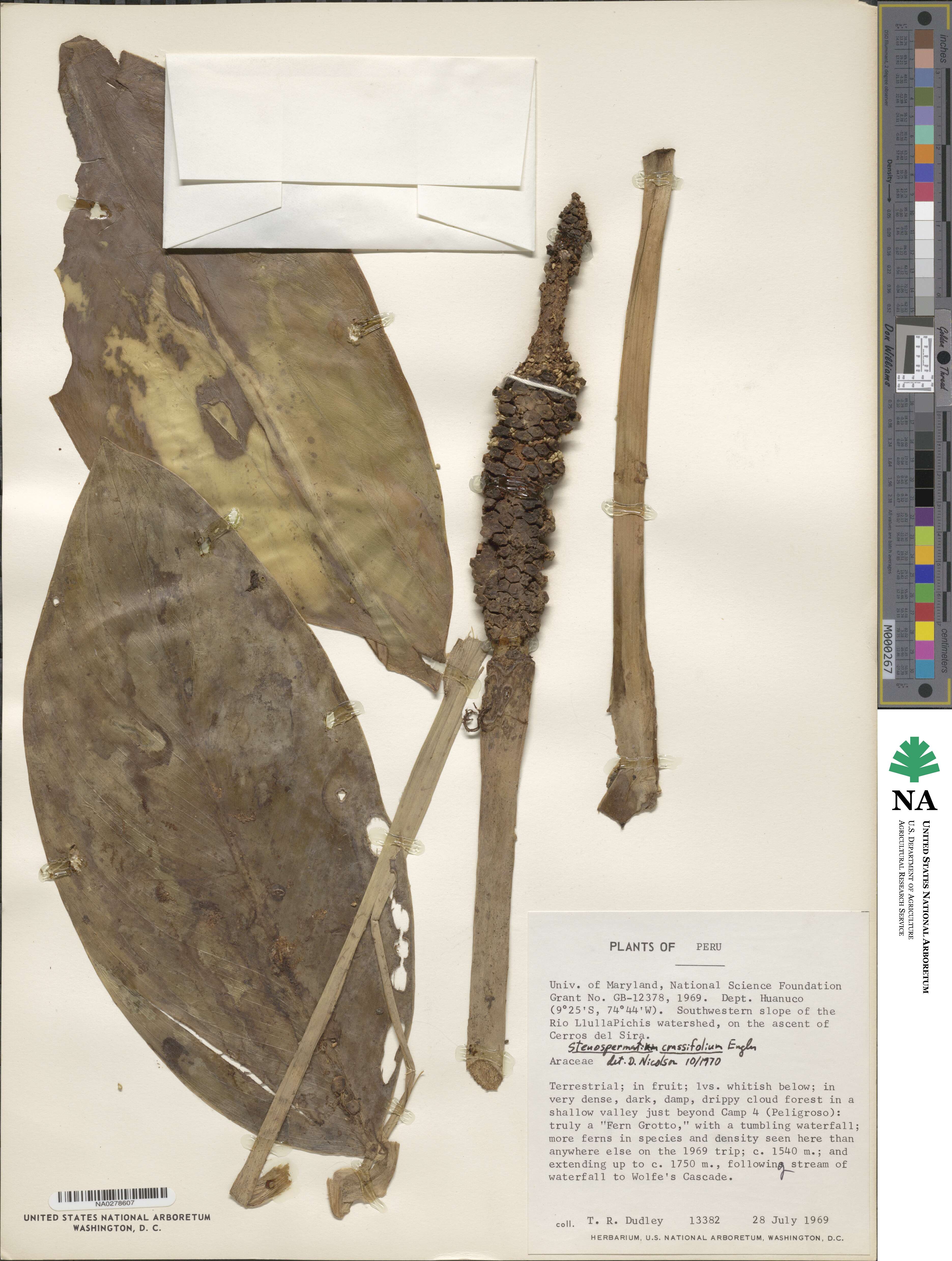 Stenospermation crassifolium image
