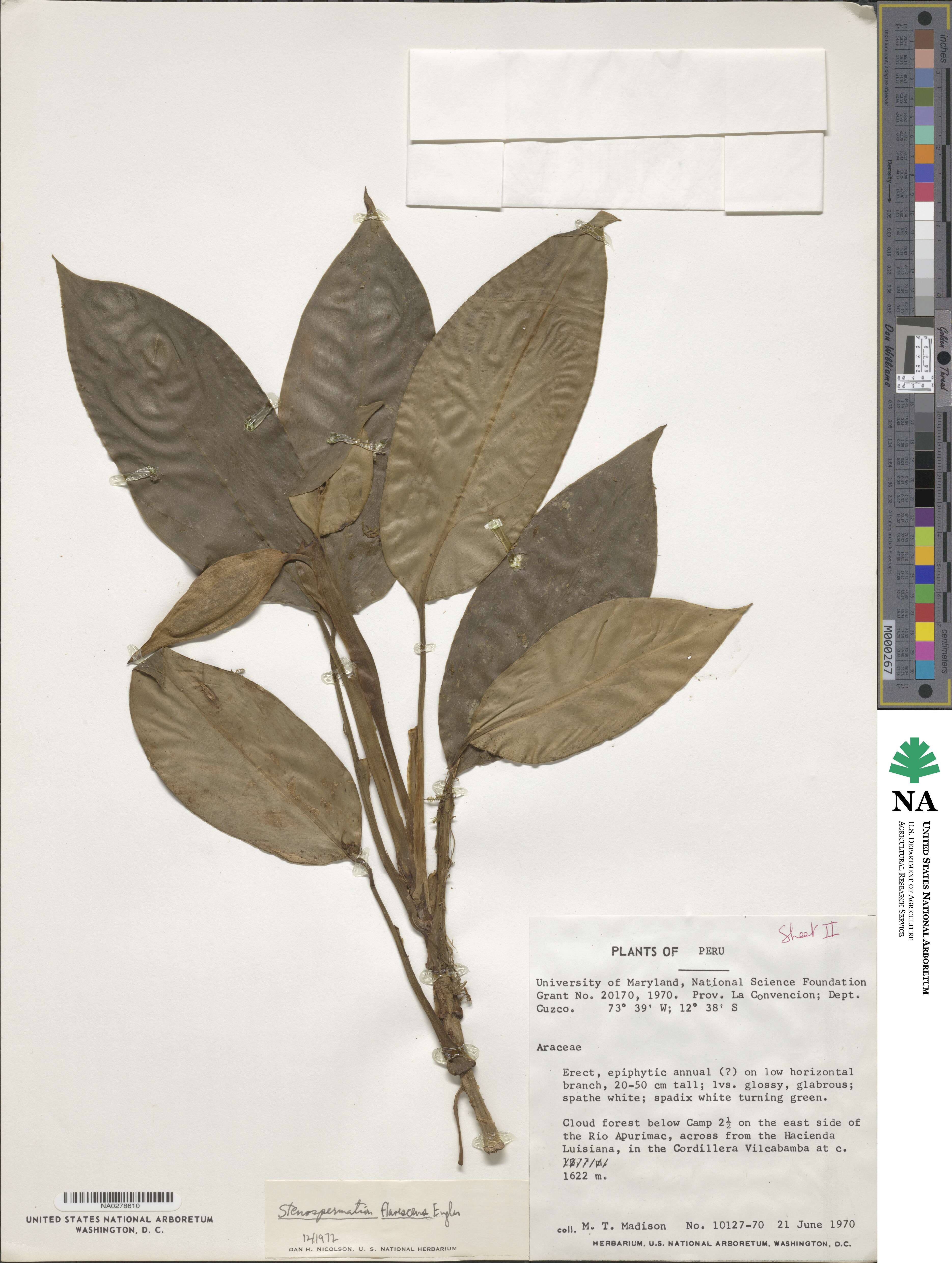 Stenospermation flavescens image