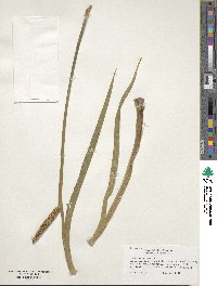 Acorus calamus image