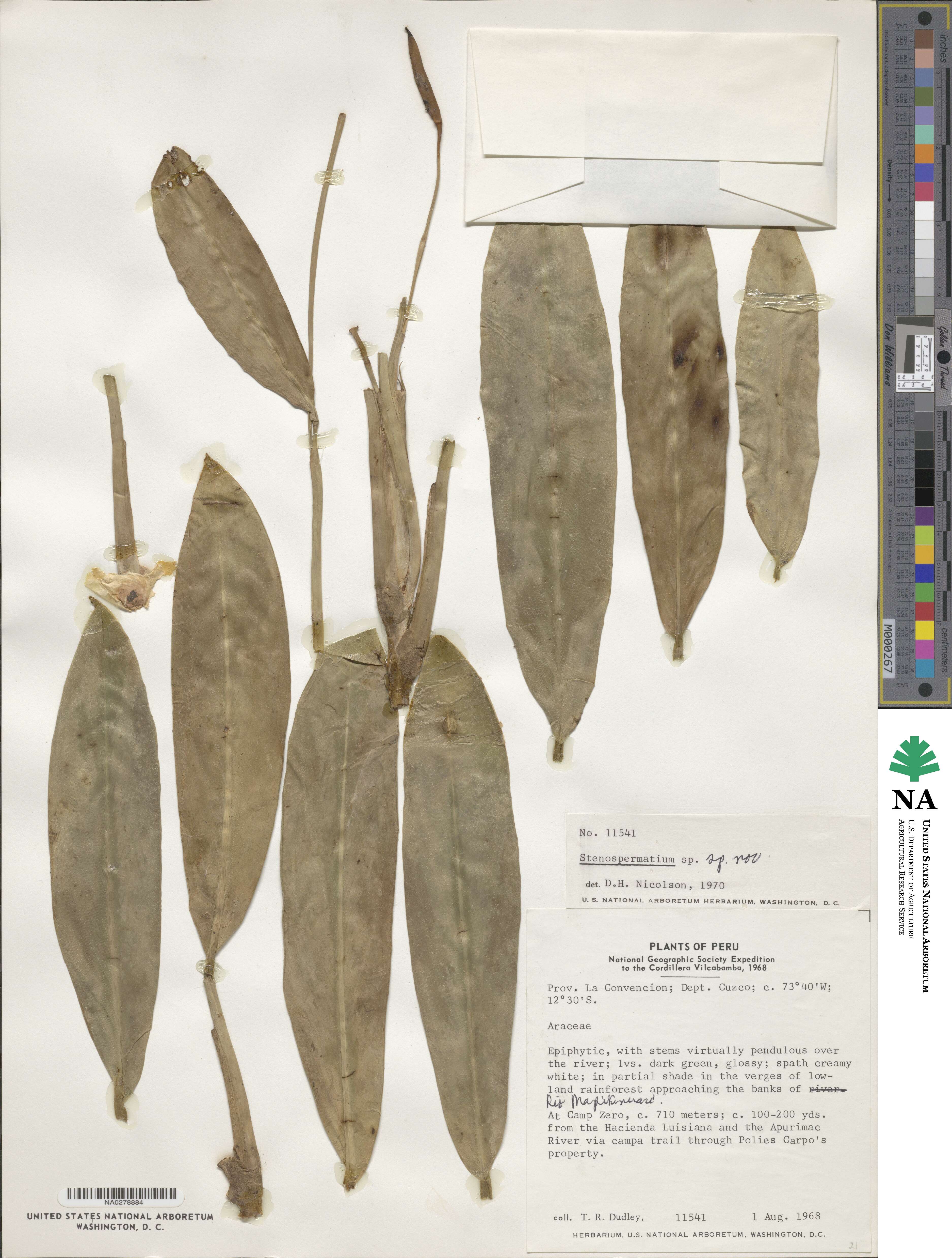 Rhaphidophora image