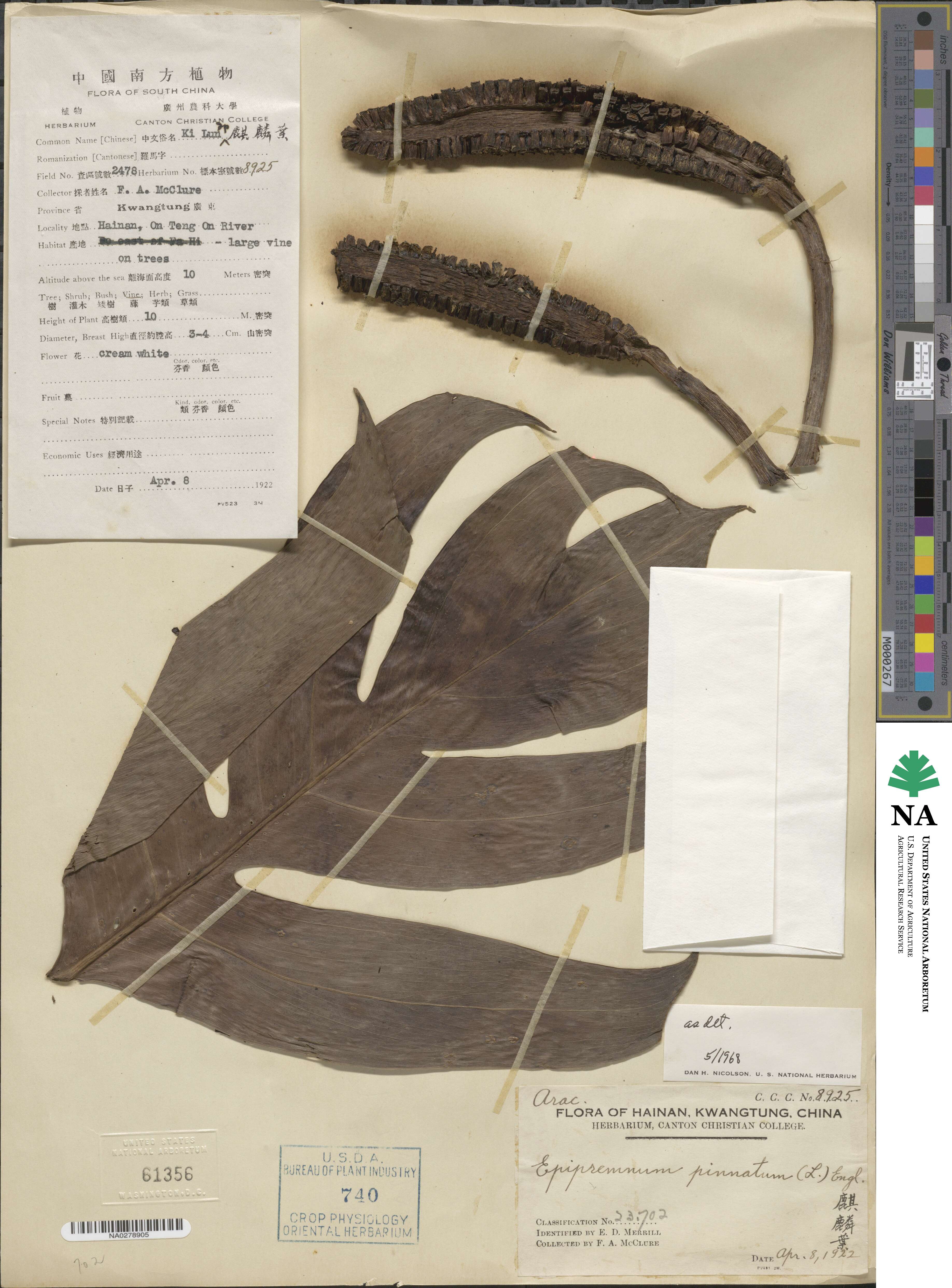 Epipremnum pinnatum image