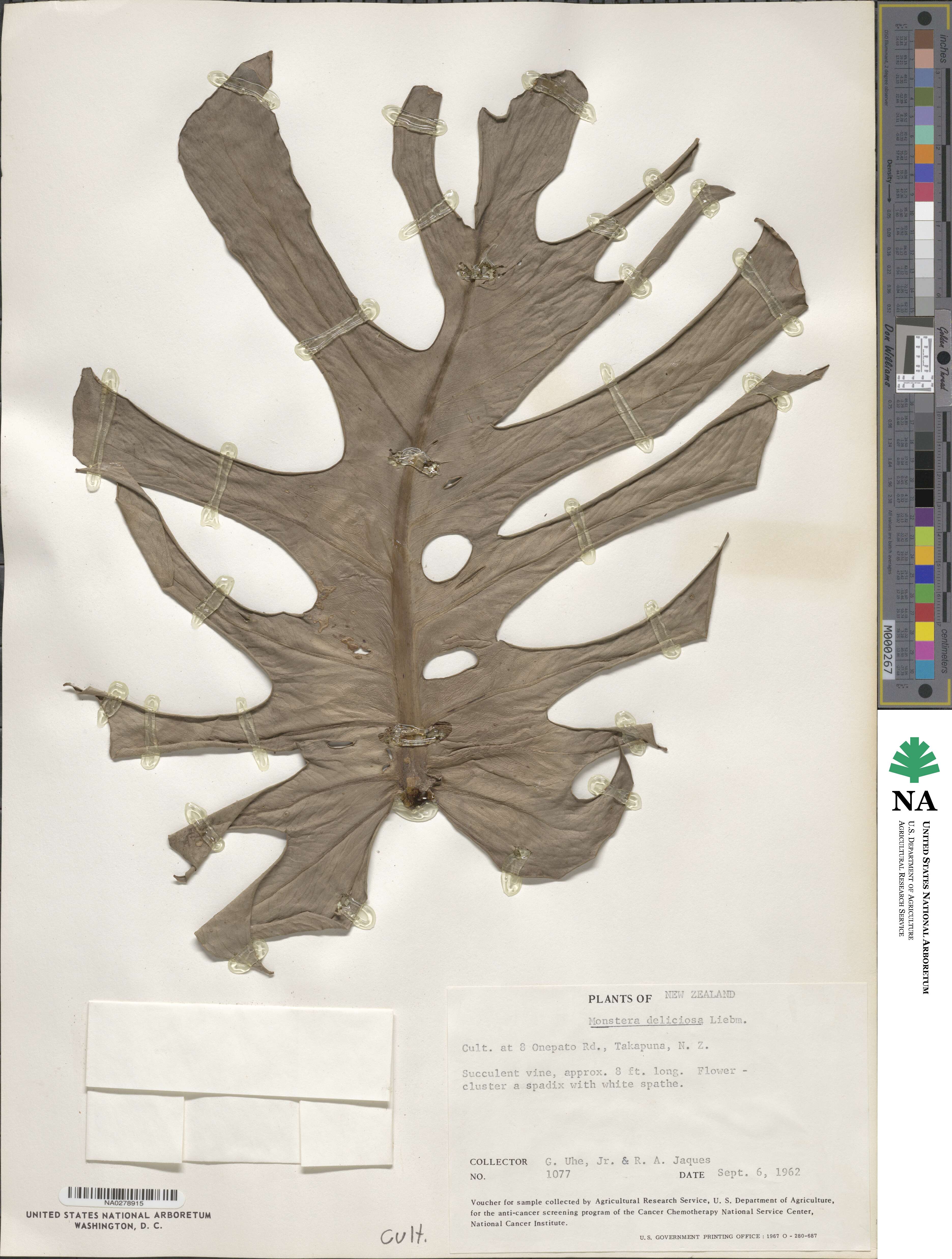 Monstera deliciosa image