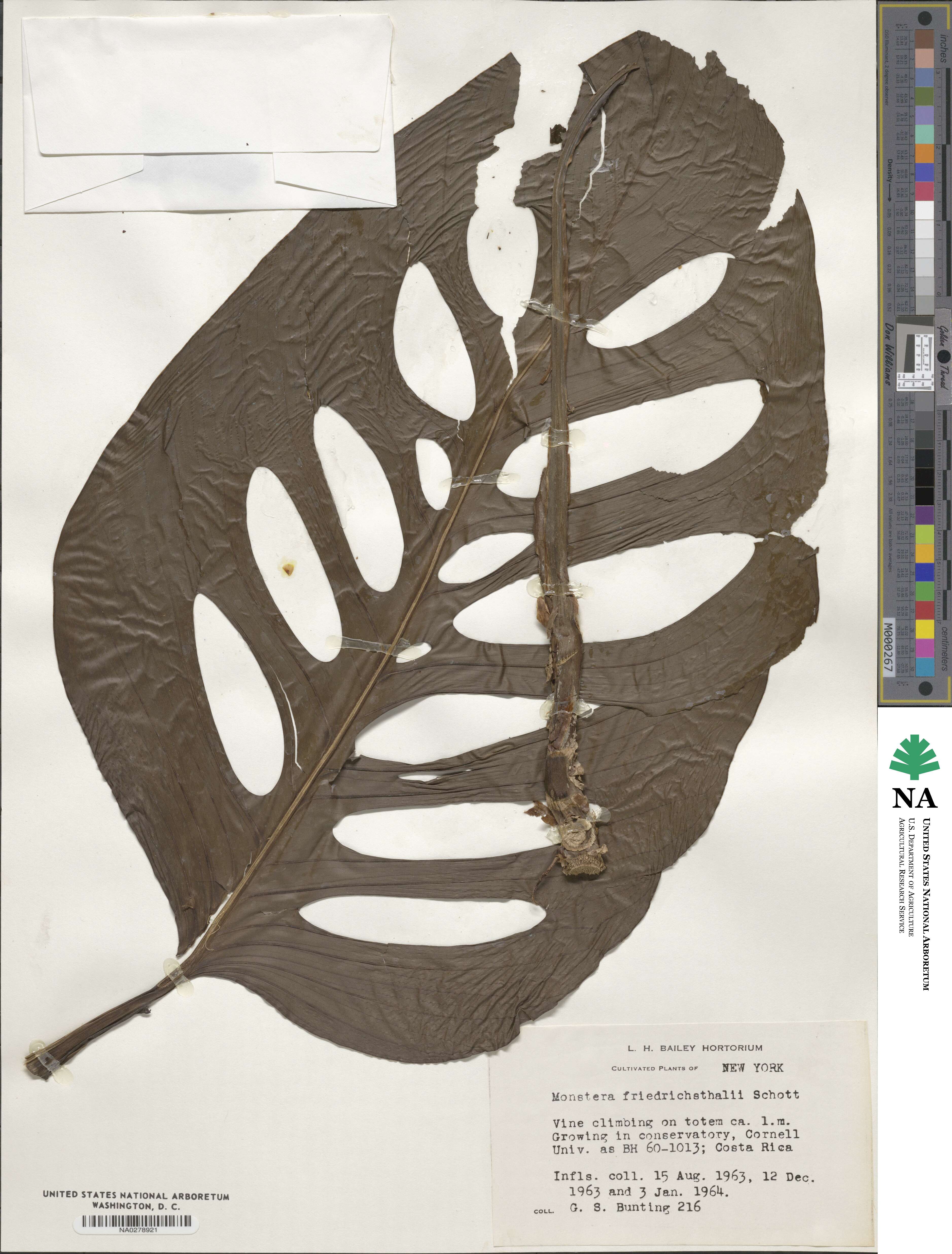 Monstera adansonii image