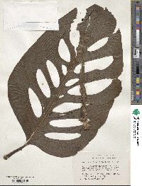 Monstera adansonii image