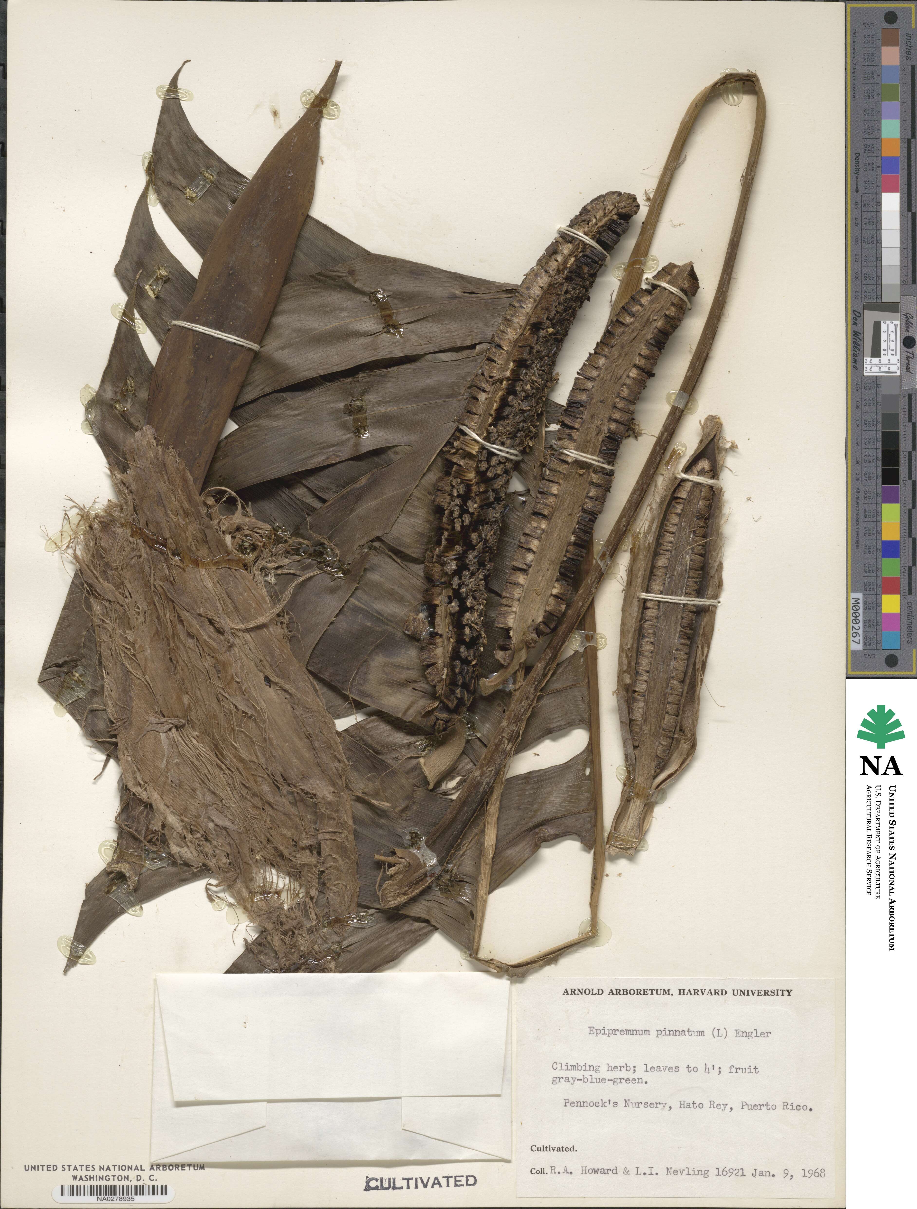 Epipremnum pinnatum image