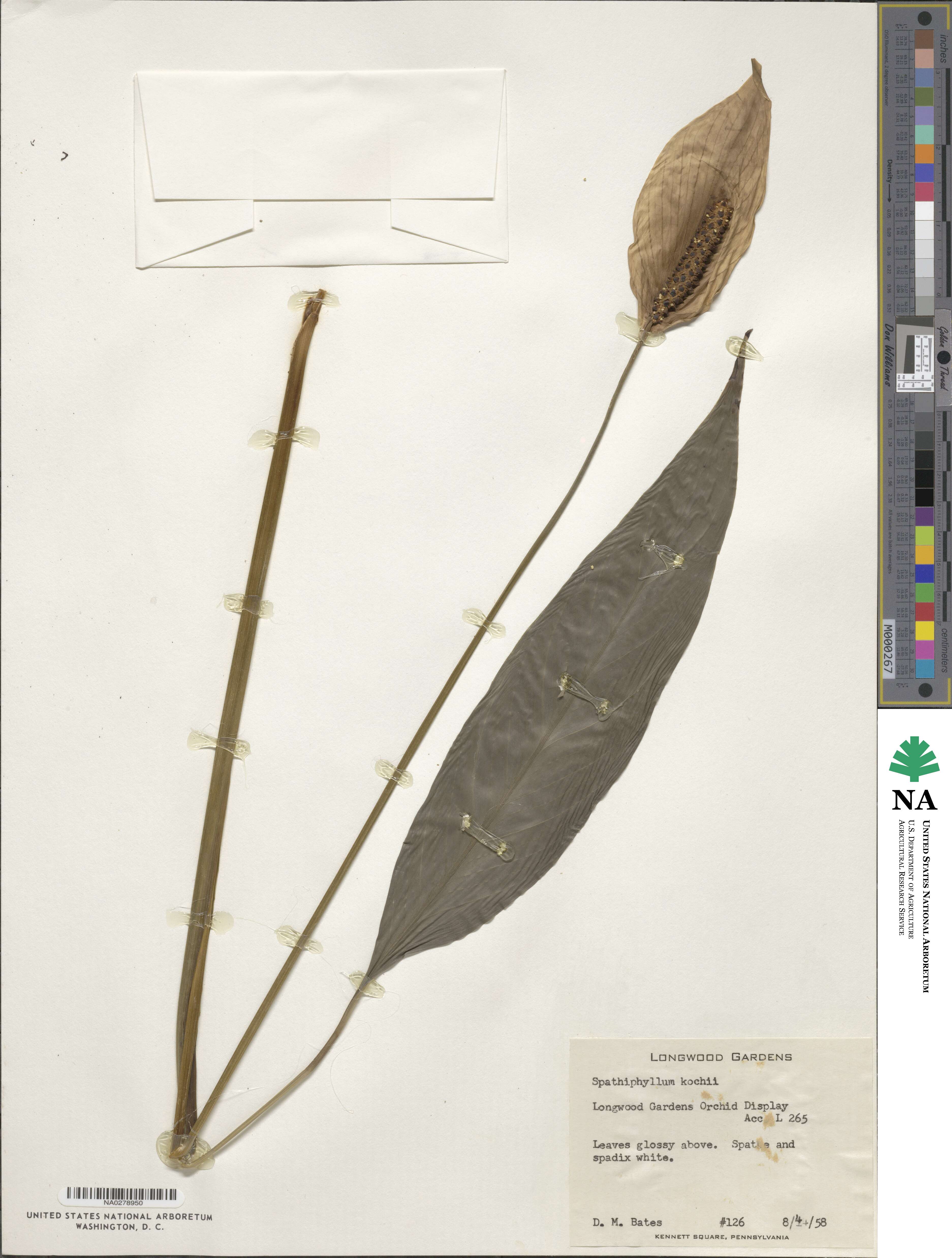 Spathiphyllum lanceifolium image