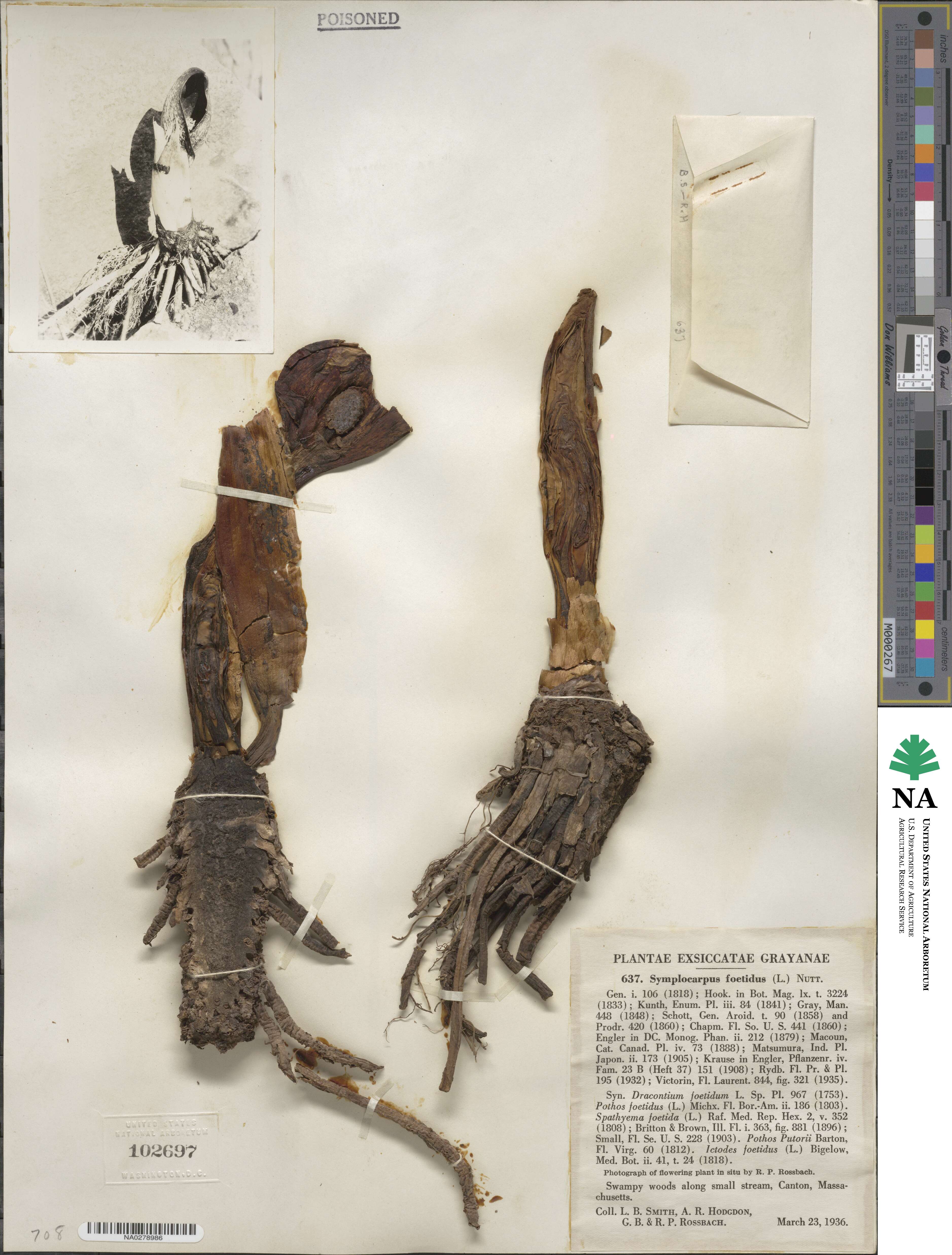 Symplocarpus foetidus image