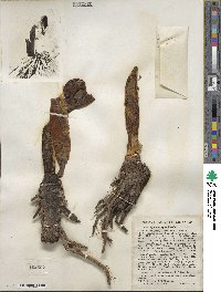 Symplocarpus foetidus image