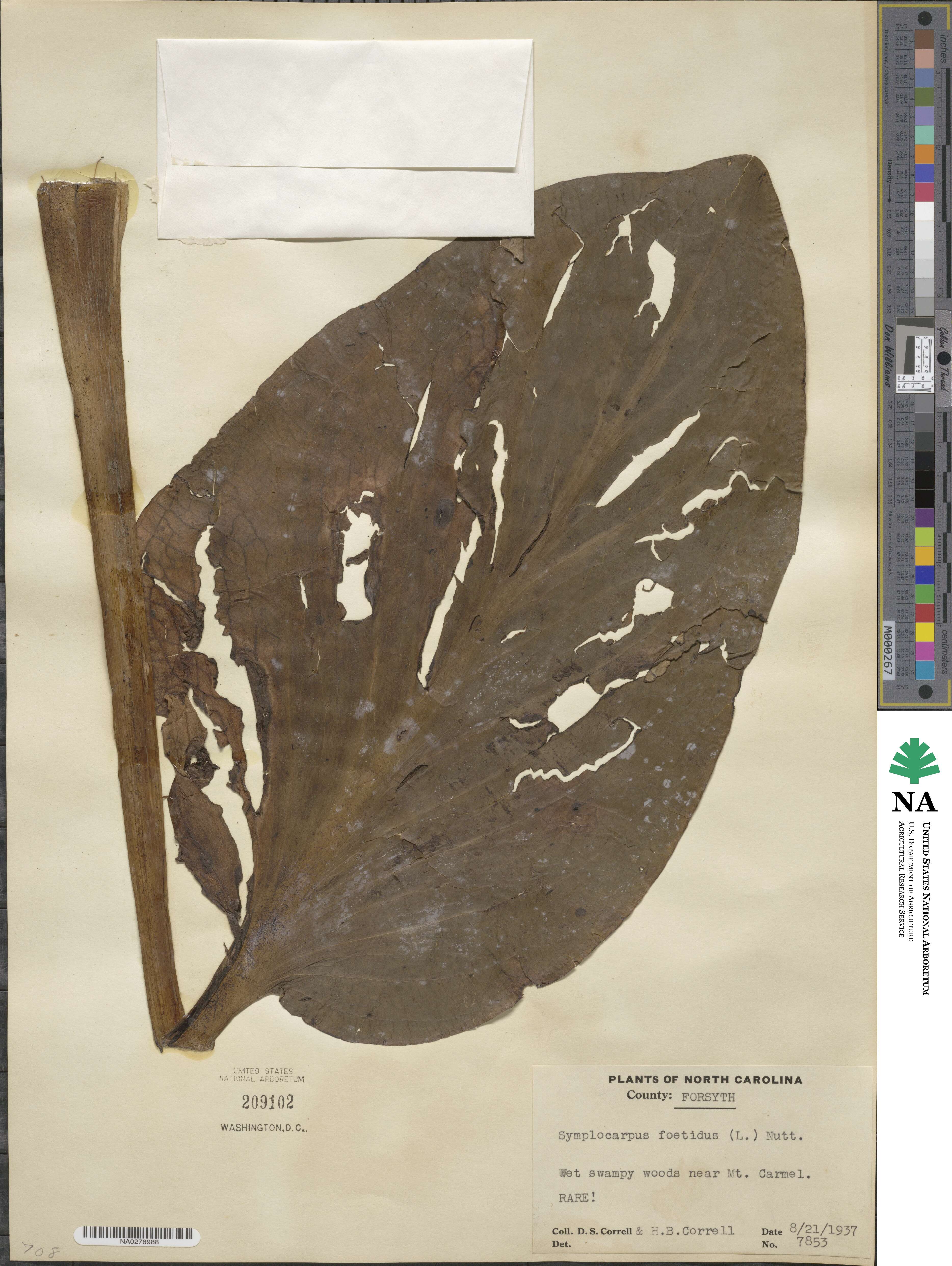 Symplocarpus foetidus image