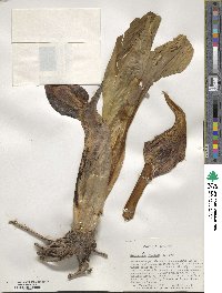 Symplocarpus foetidus image