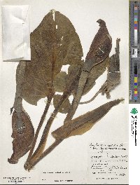 Symplocarpus renifolius image