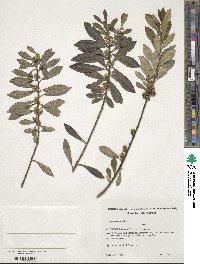 Ilex dumosa image