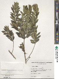 Ilex dumosa image