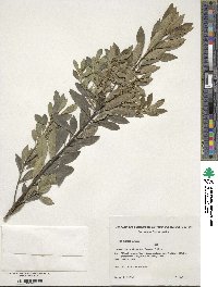 Ilex dumosa image