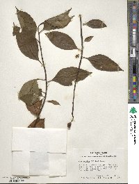 Ilex excelsa image