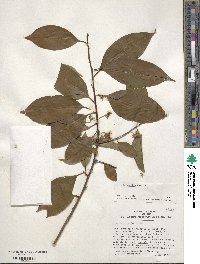 Ilex excelsa image