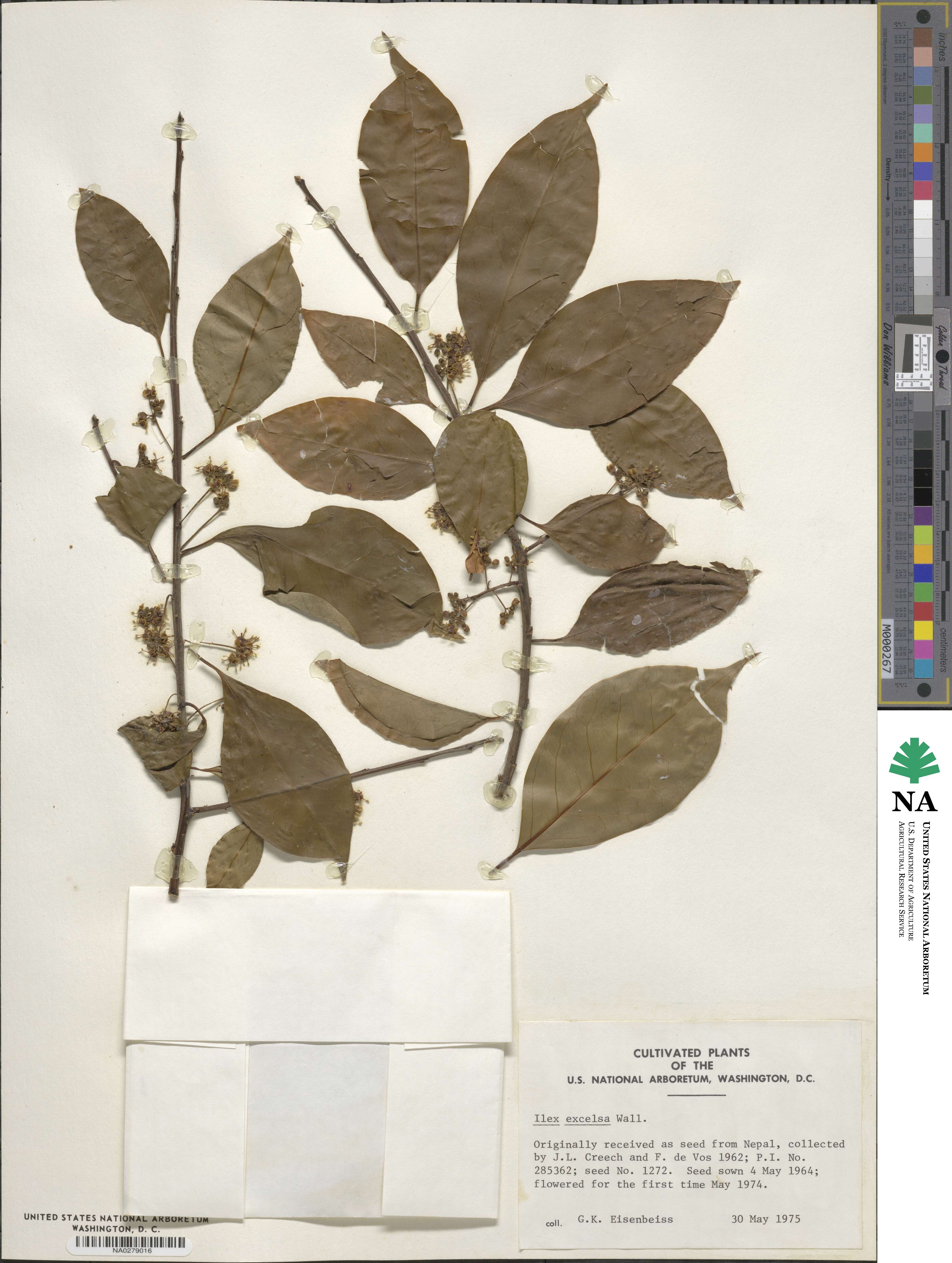 Ilex excelsa image