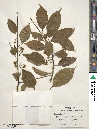 Ilex excelsa image