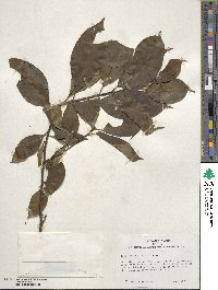 Ilex excelsa image