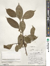 Ilex excelsa image