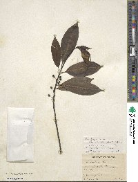 Ilex fargesii image