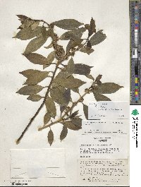 Ilex fargesii image