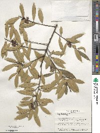 Ilex fargesii image