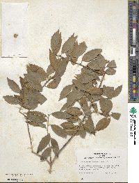 Ilex fargesii image