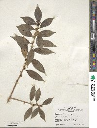 Ilex fargesii image
