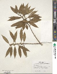 Ilex fargesii image