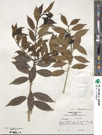 Ilex fargesii image