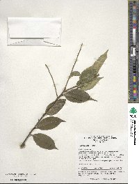 Ilex ficoidea image