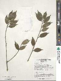 Ilex ficoidea image