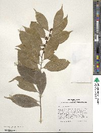 Ilex ficoidea image